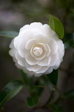 White Rose 